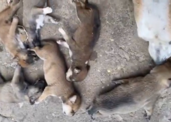 Mulher que deixou 7 filhotes de cachorro morrerem expostos ao sol é indiciada em Teresina